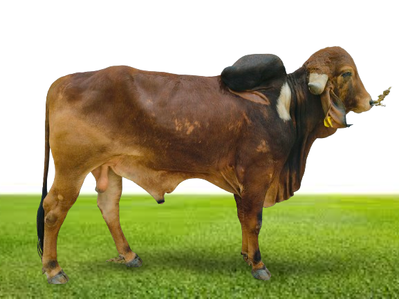 Bull Photo