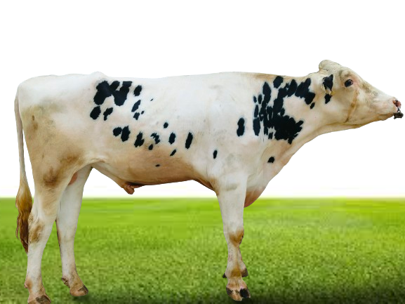 Bull Photo