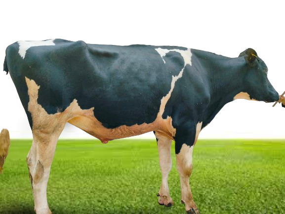 Bull Photo