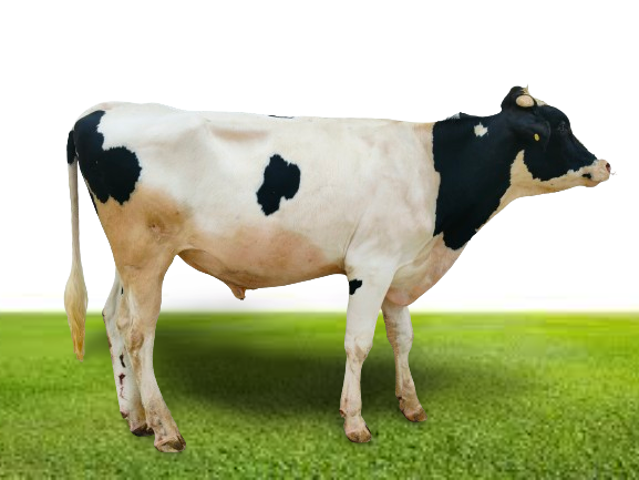 Bull Photo