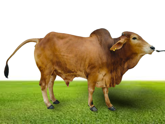 Bull Photo