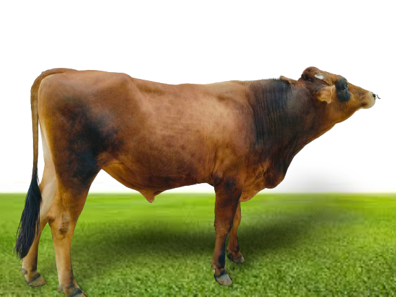 Bull Photo
