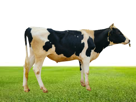 Bull Photo