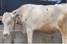 Bull Photo