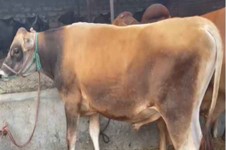 Bull Photo