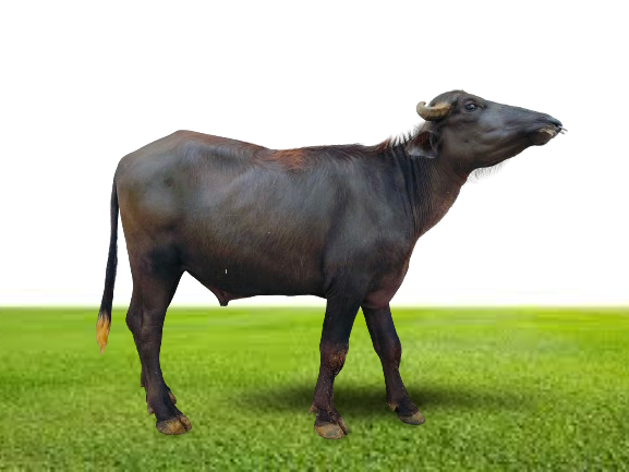 Bull Photo
