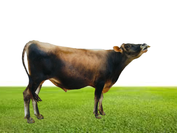 Bull Photo