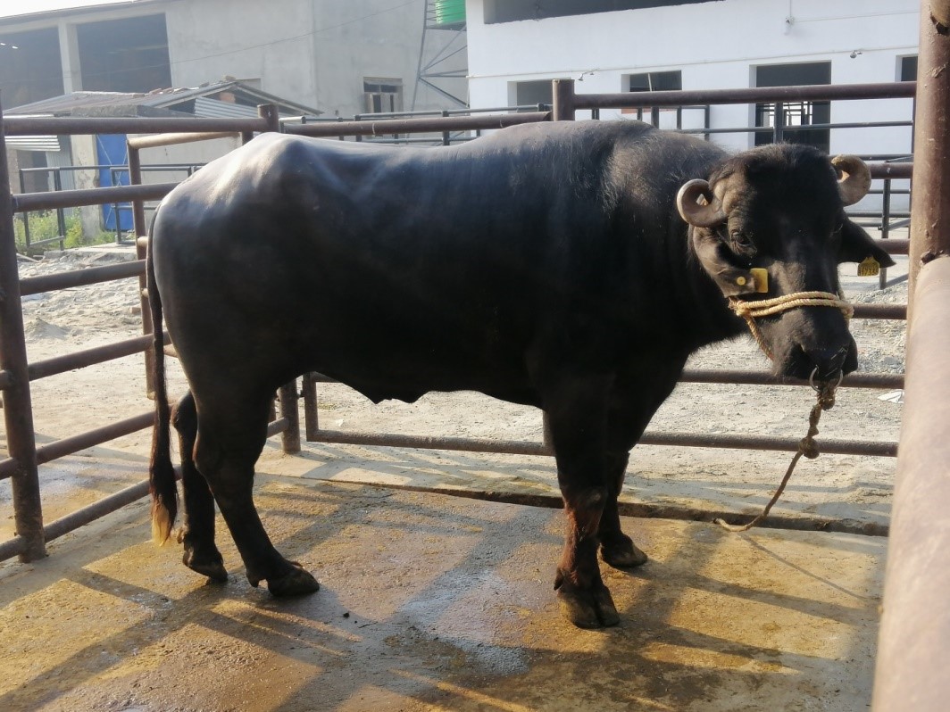 Bull Photo