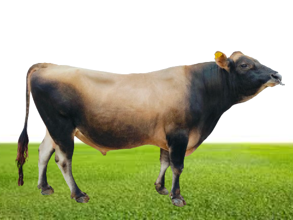 Bull Photo