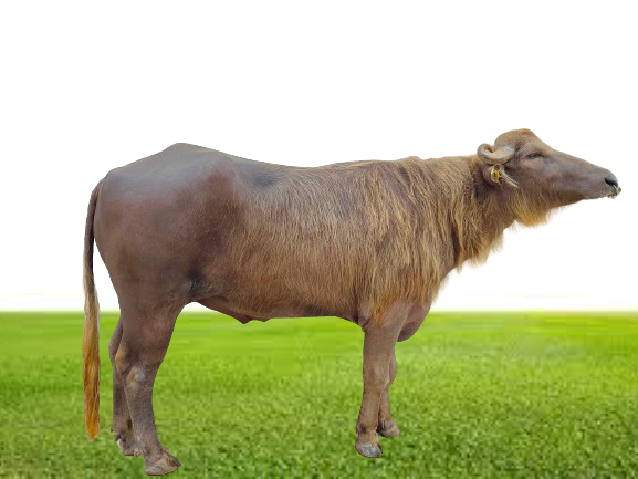 Bull Photo