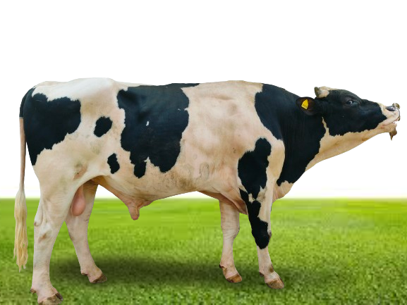 Bull Photo