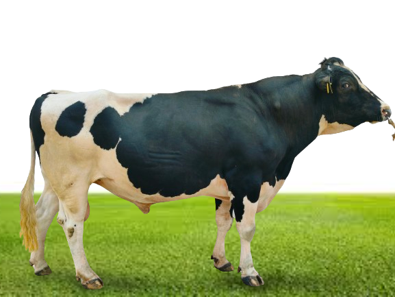 Bull Photo
