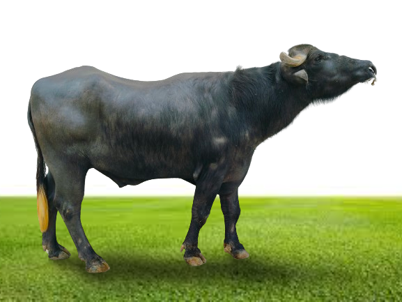 Bull Photo