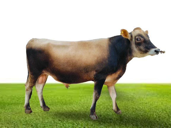 Bull Photo