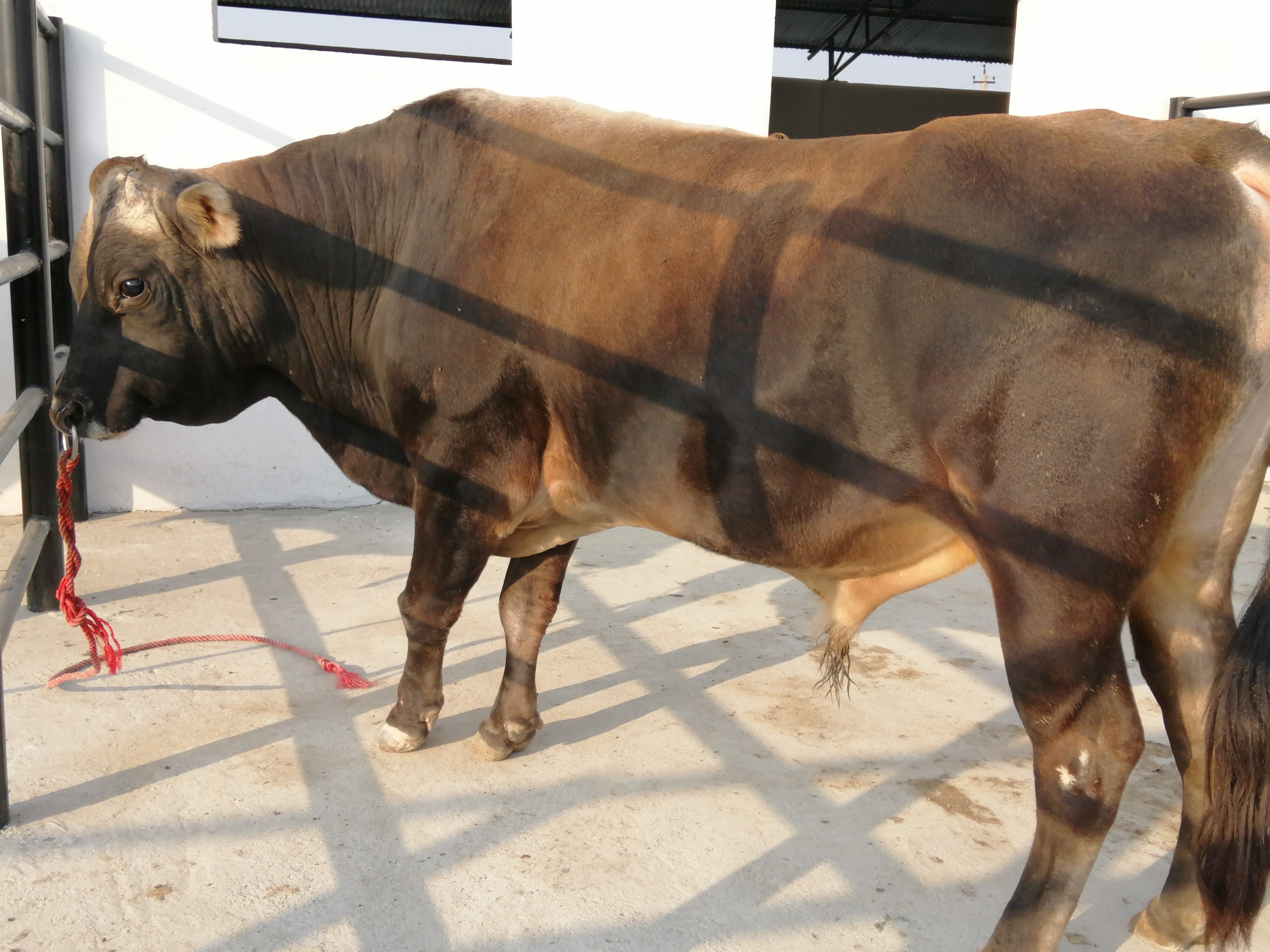 Bull Photo