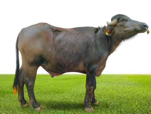 Bull Photo