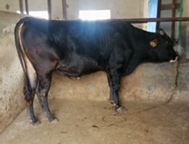 Bull Photo