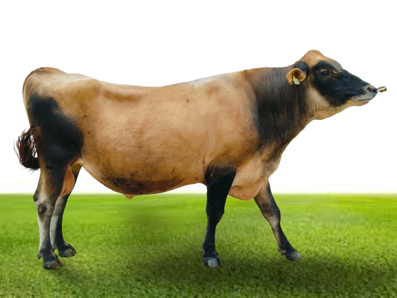 Bull Photo