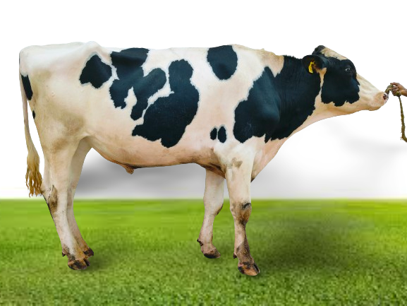 Bull Photo