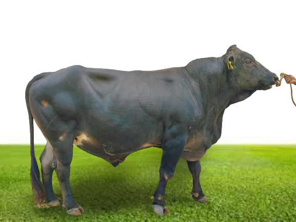 Bull Photo