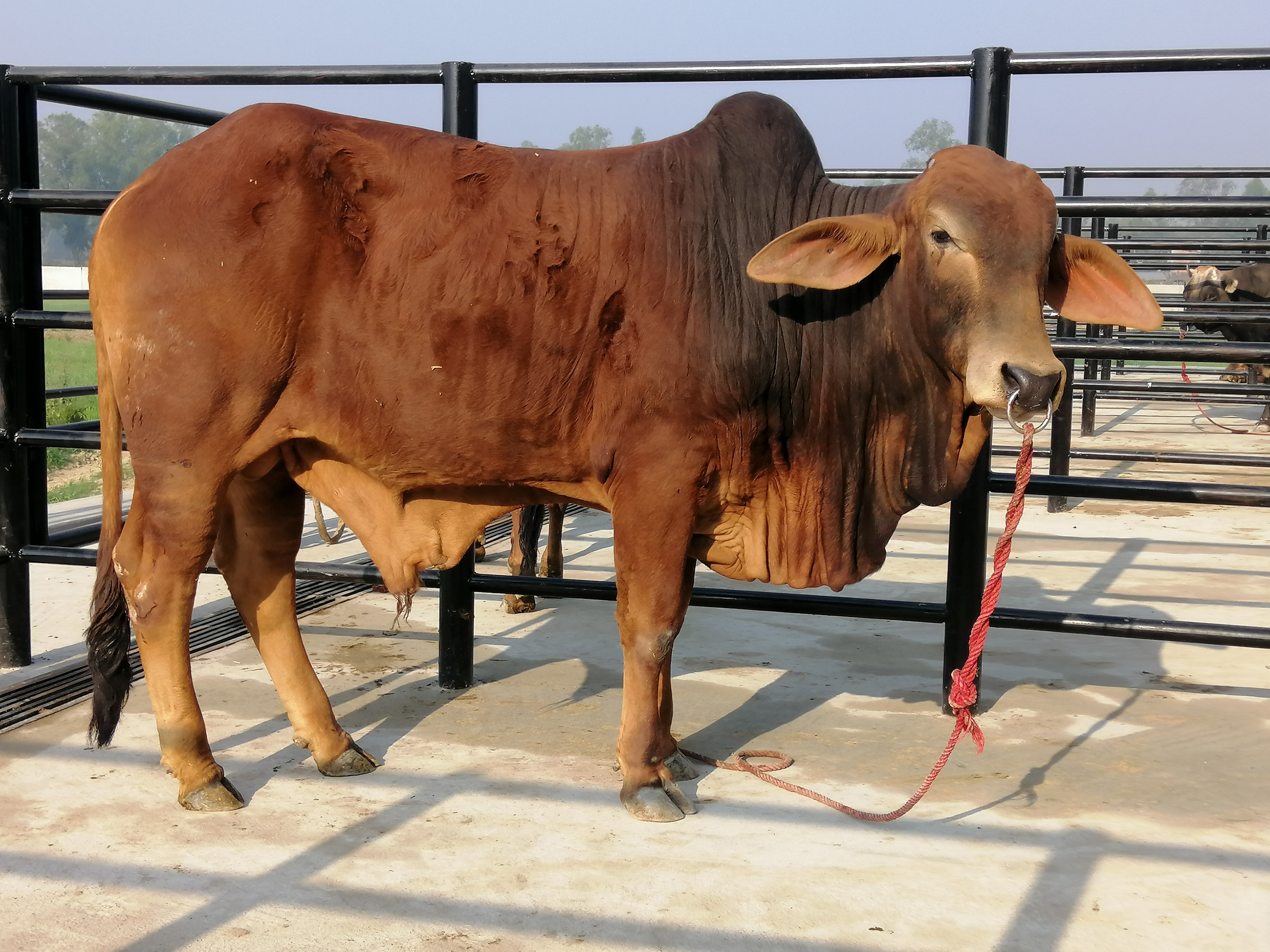 Bull Photo