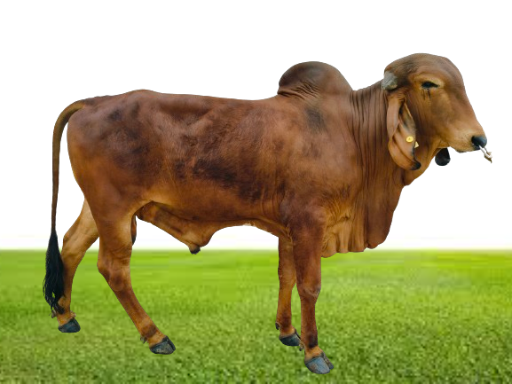 Bull Photo