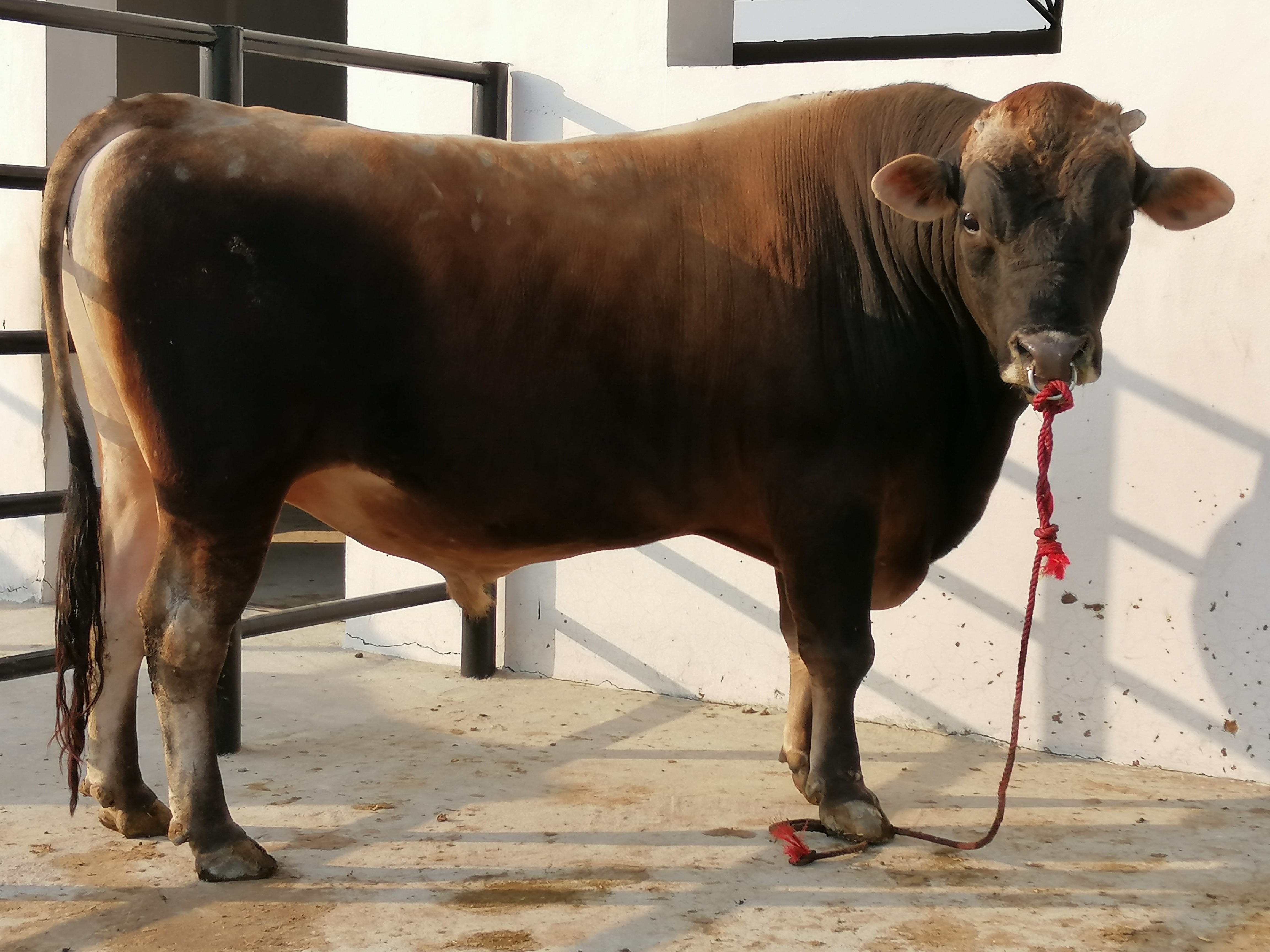 Bull Photo