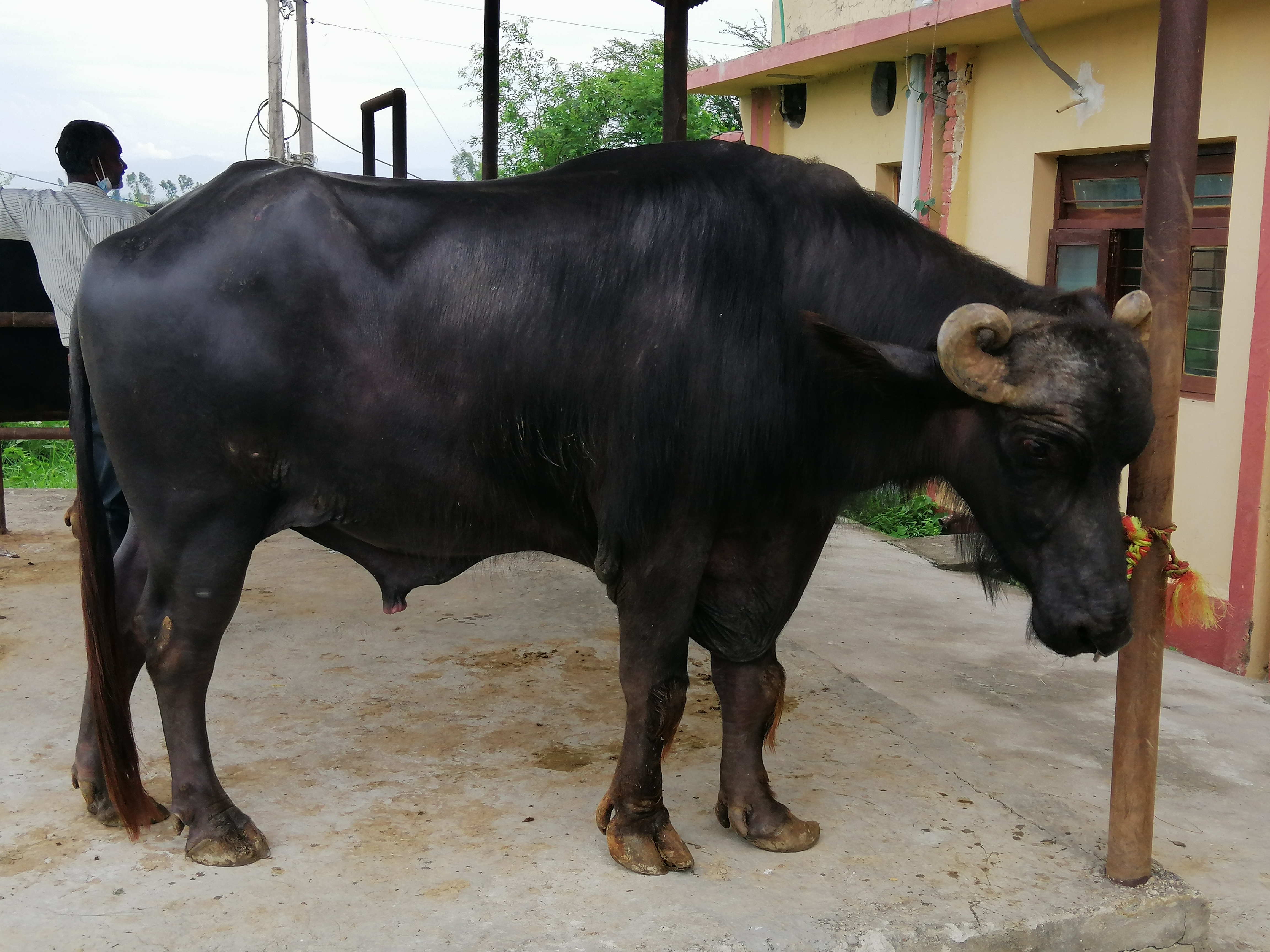 Buffalo