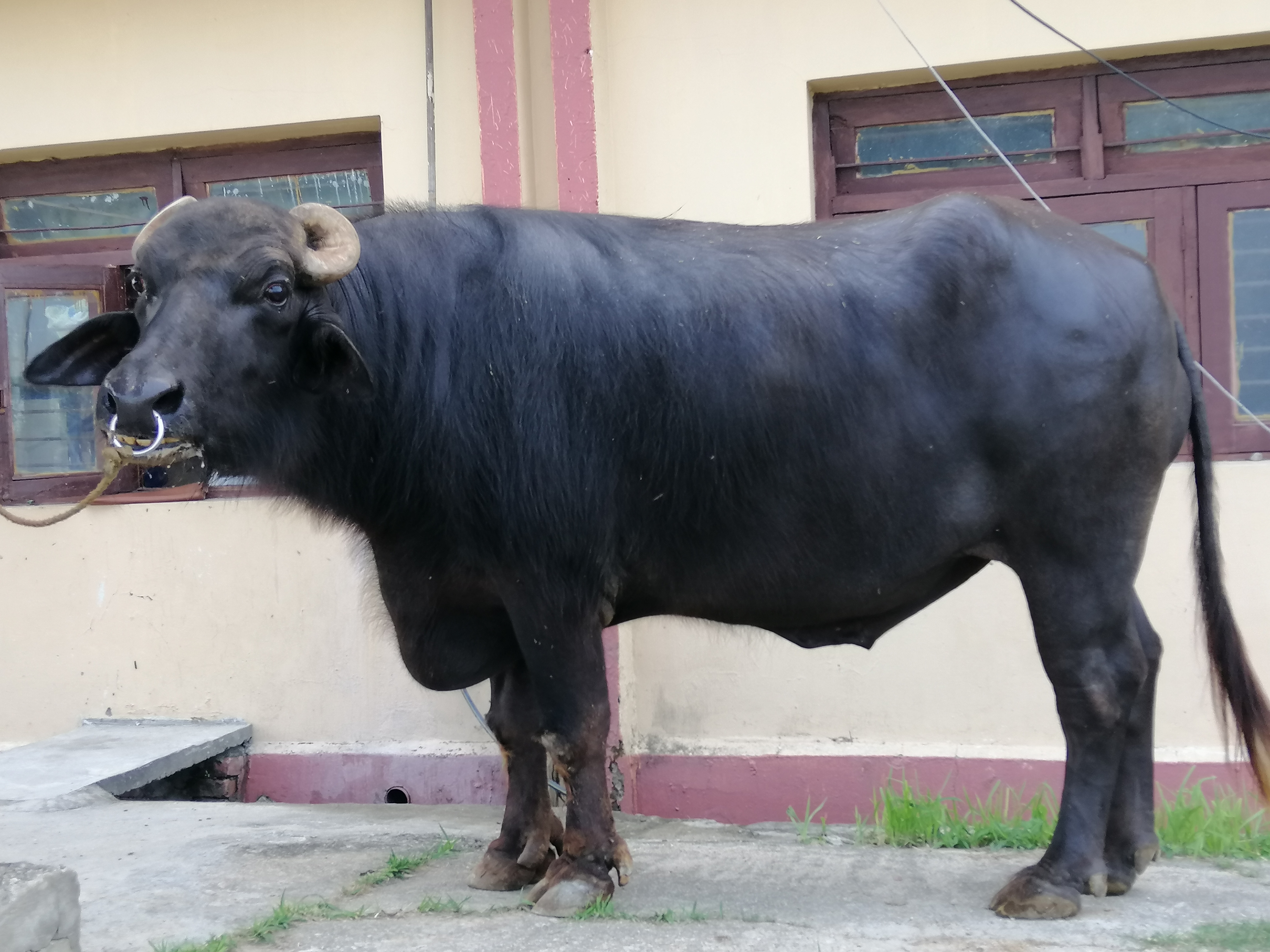 Buffalo