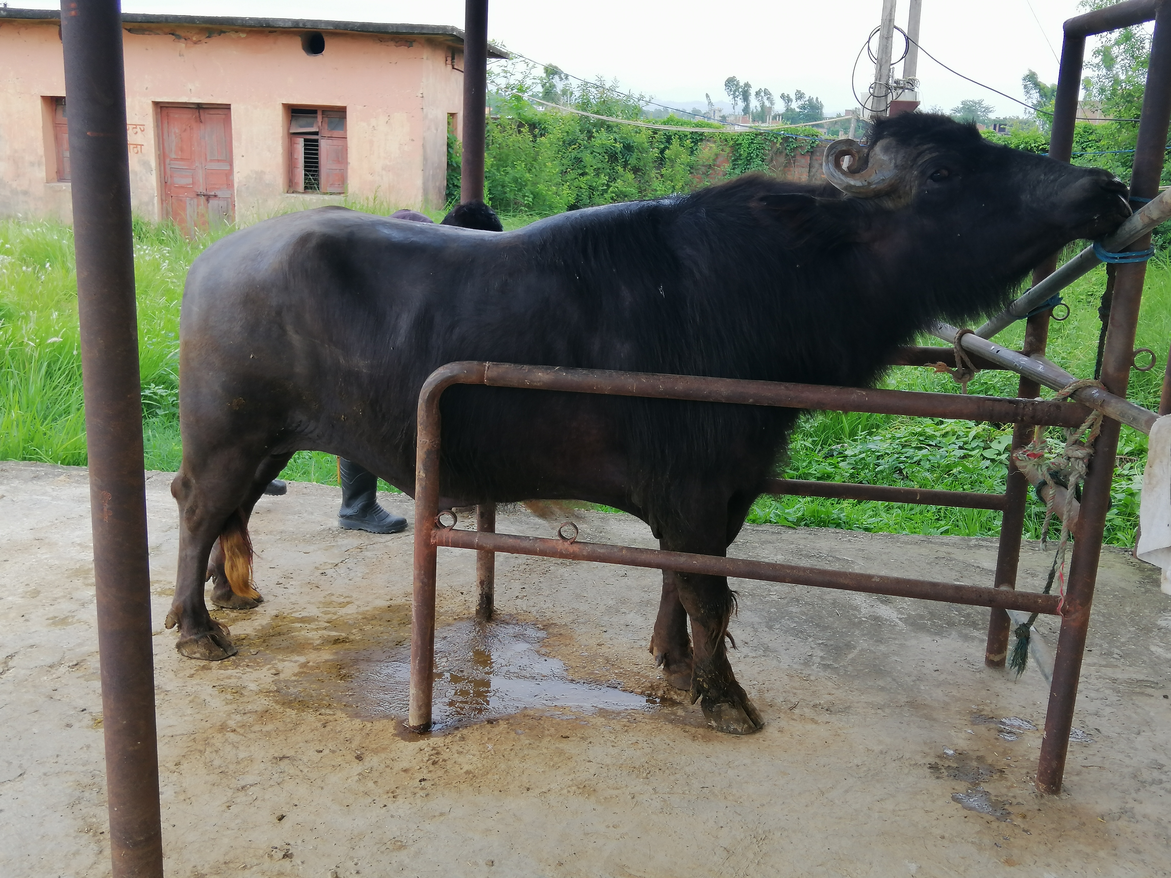 Buffalo