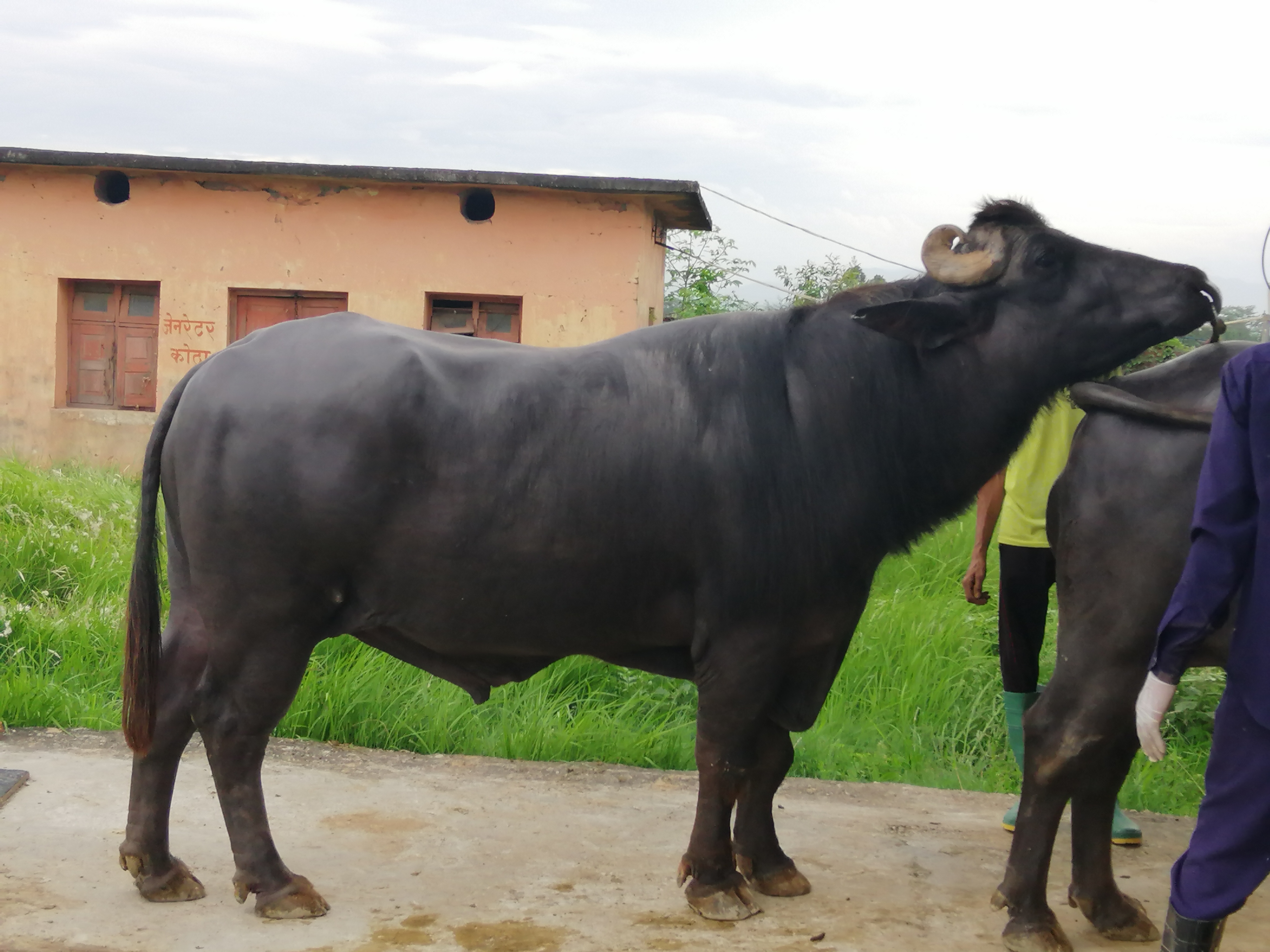 Buffalo