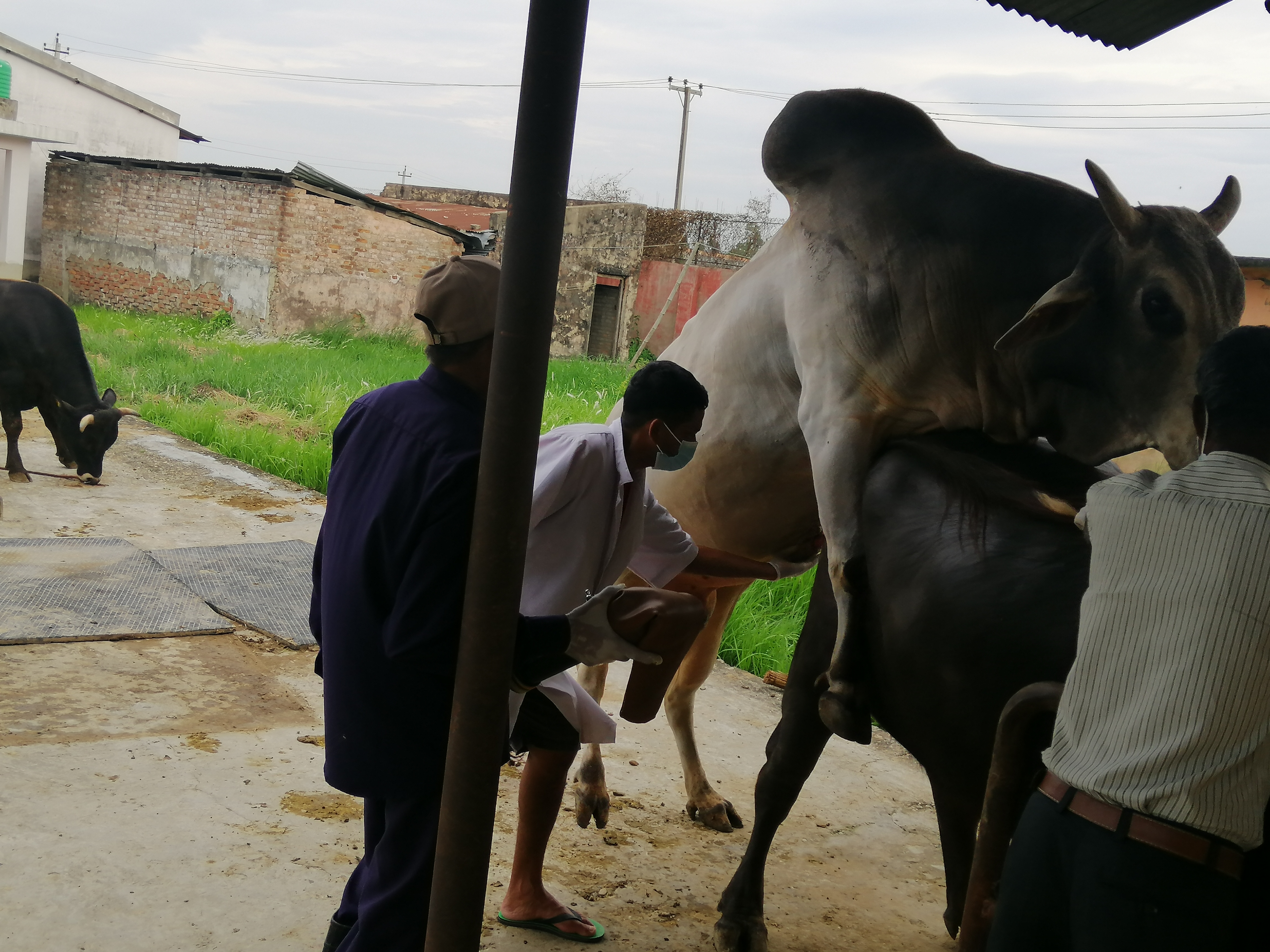 Semen Collection from Haryana Bull @ Lahan.