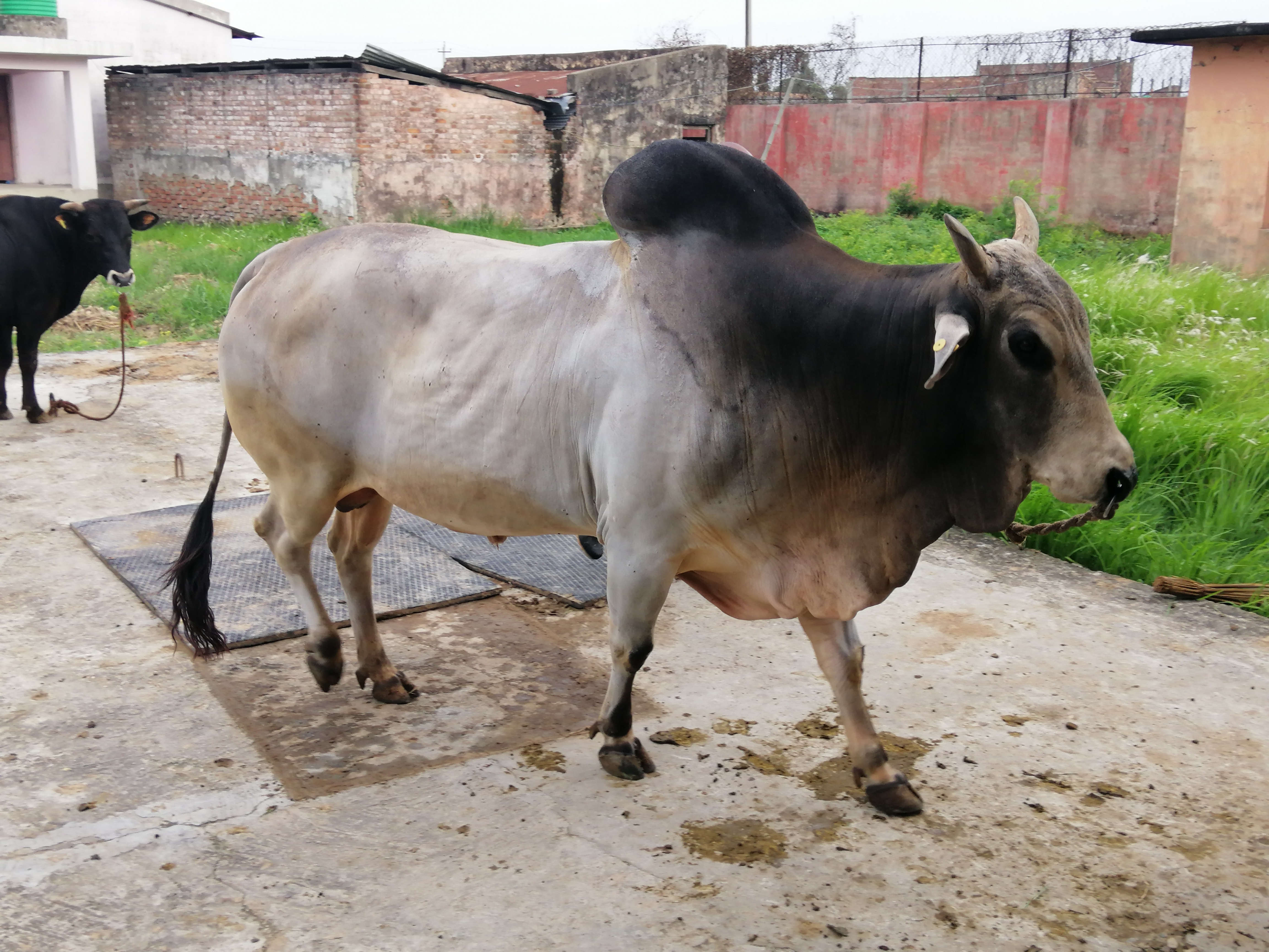 Haryana