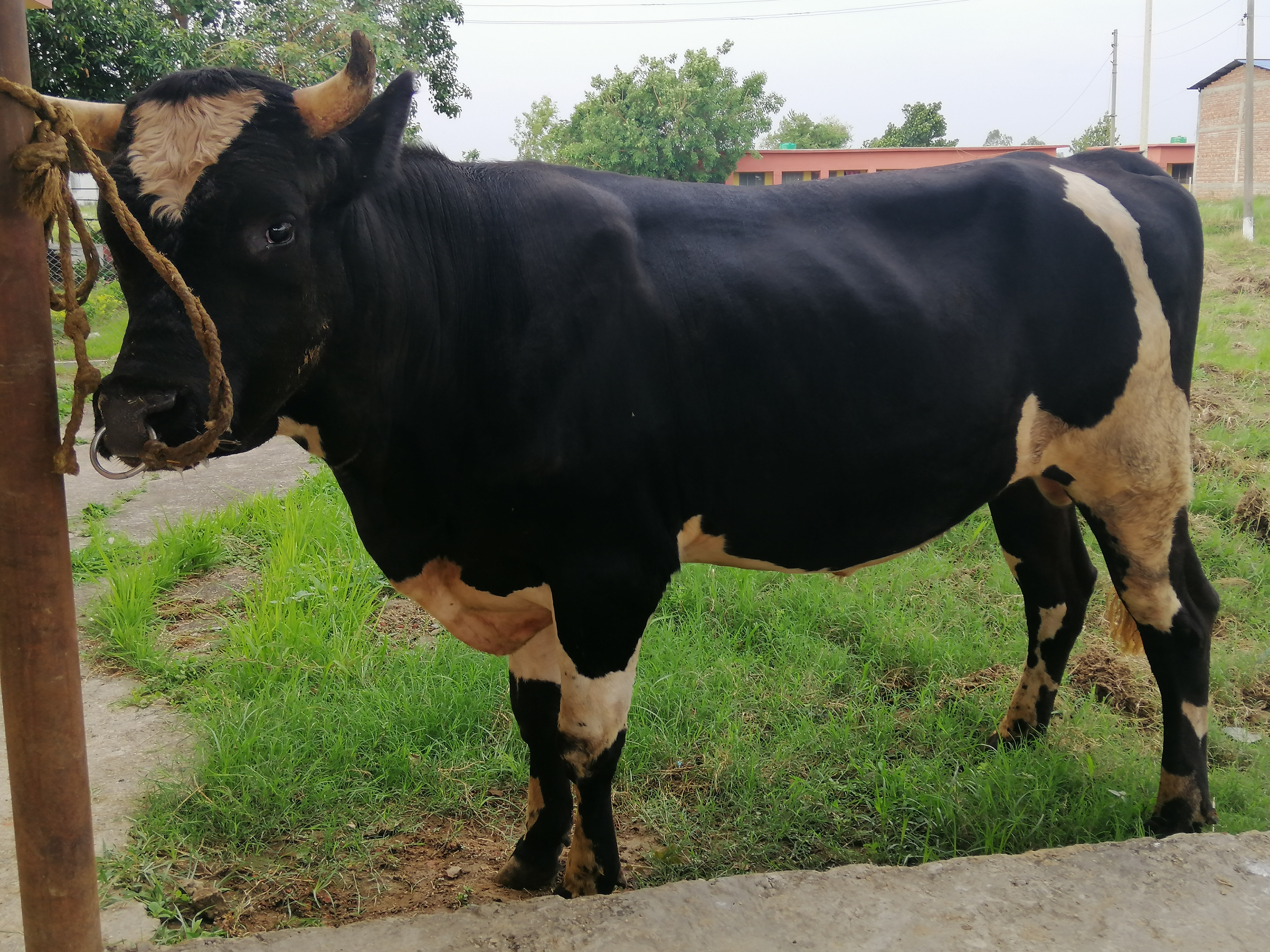 Holstein