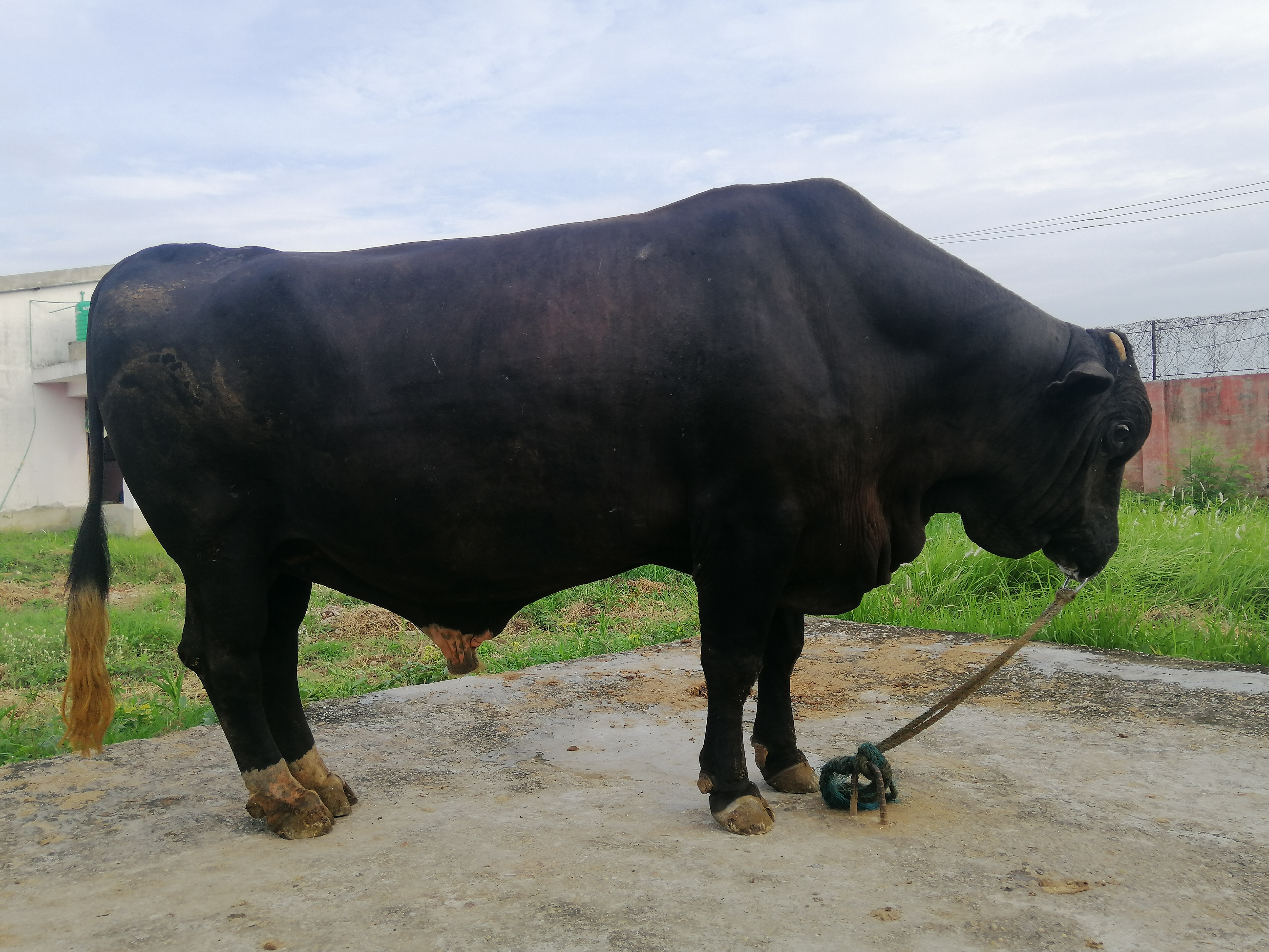 Holstein