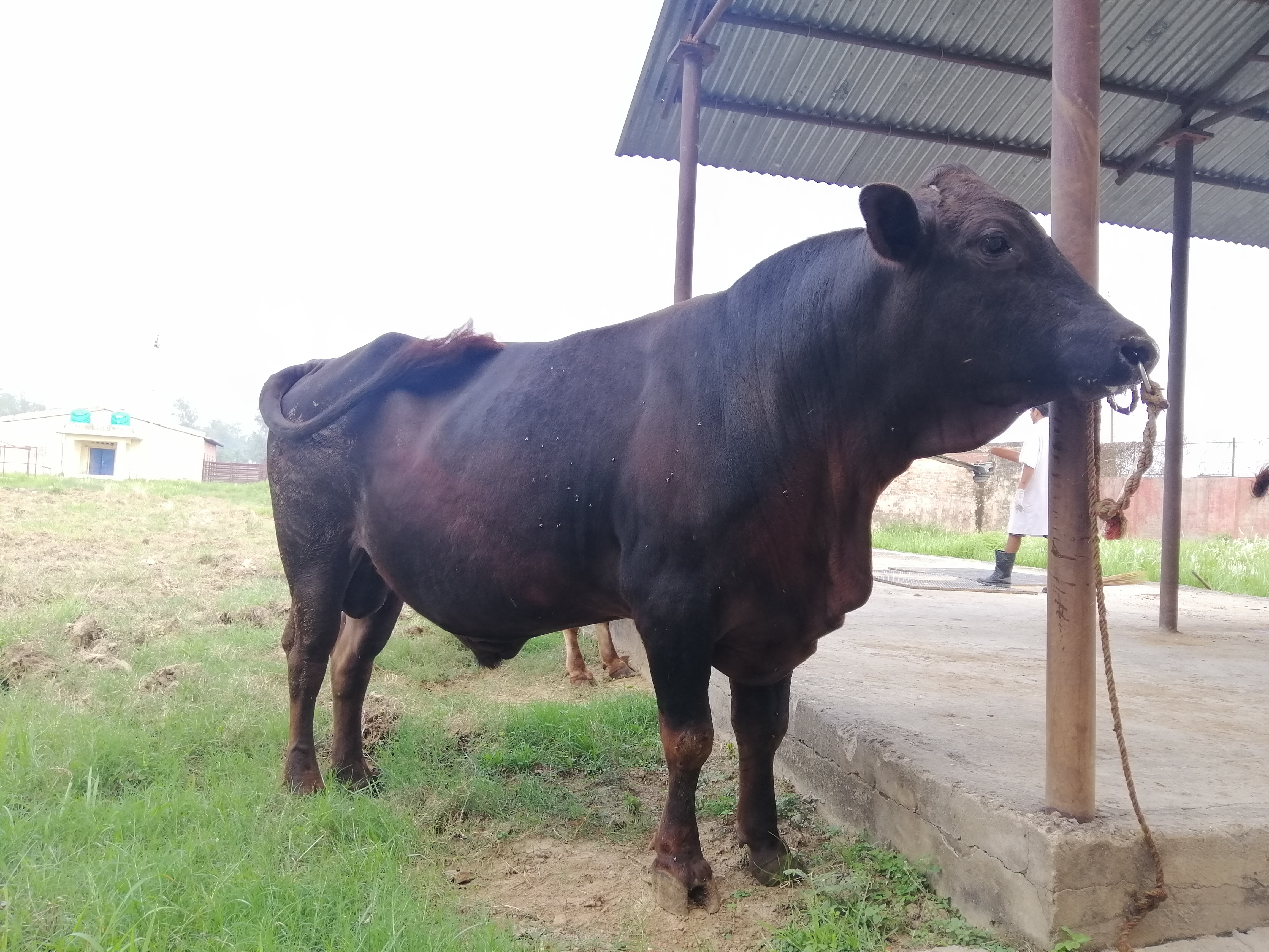 Holstein