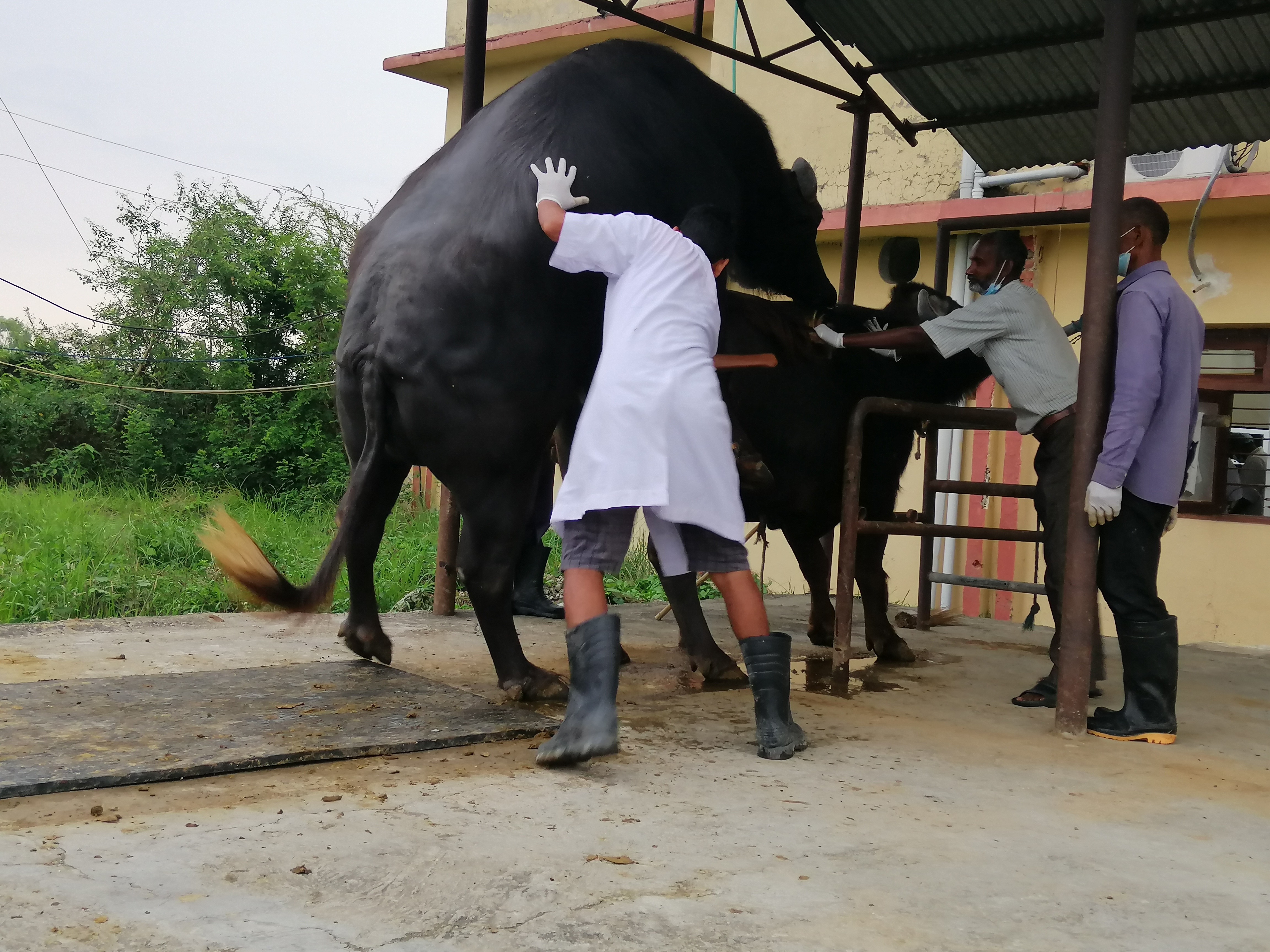 Semen Production