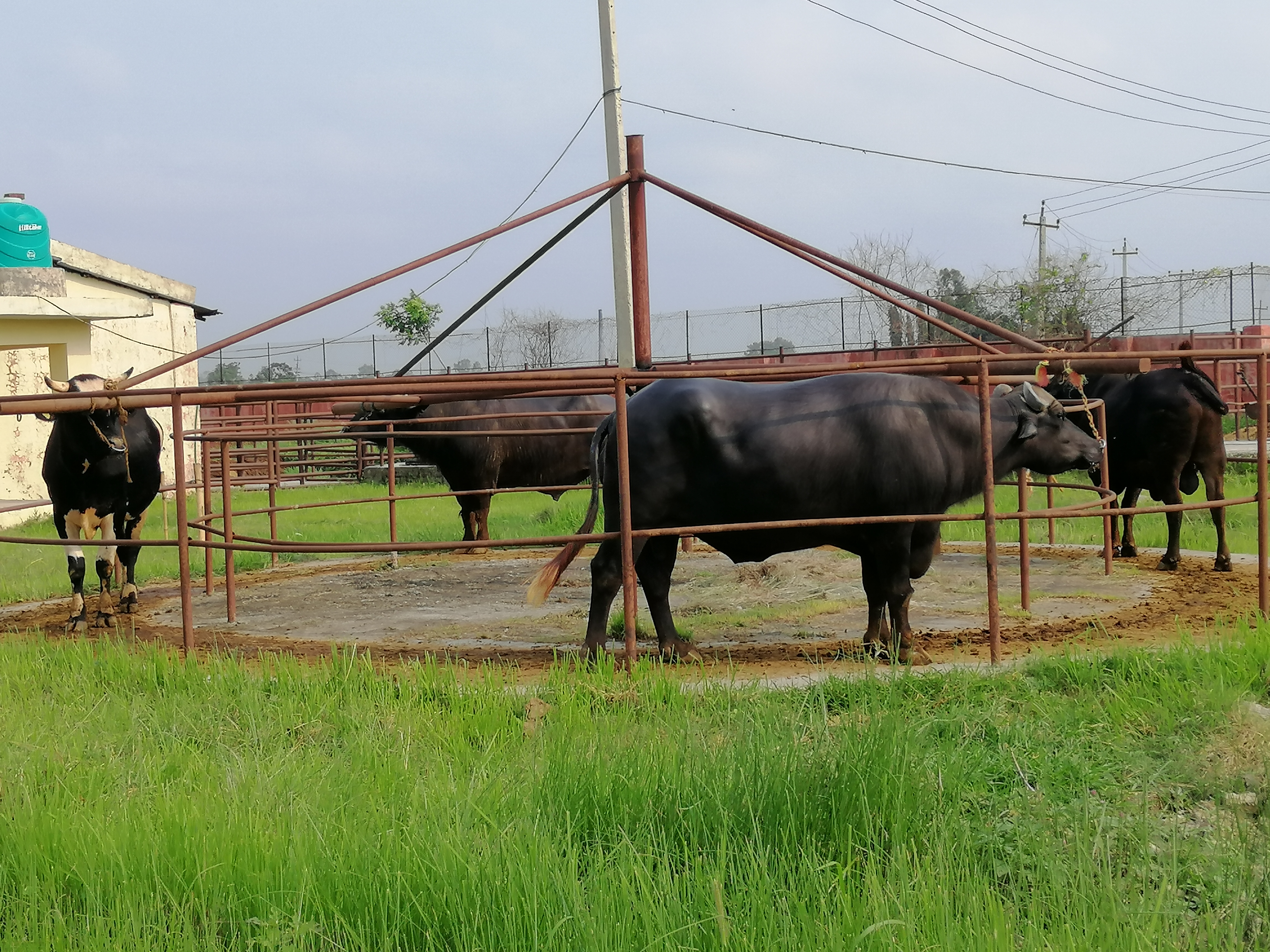 Bulls